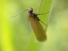Acompsia cinerella