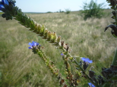 Anchusa procera