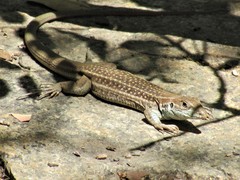 Aspidoscelis stictogrammus