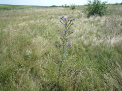 Anchusa procera