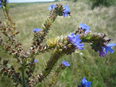 Anchusa procera