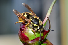 Vespula germanica