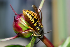 Vespula germanica