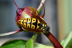 Vespula germanica