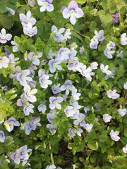 Veronica filiformis