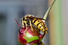 Vespula germanica