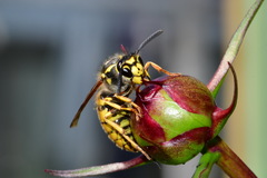 Vespula germanica