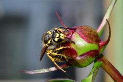 Vespula germanica