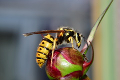 Vespula germanica