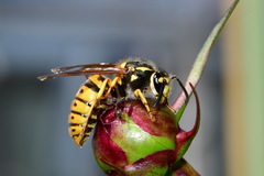 Vespula germanica