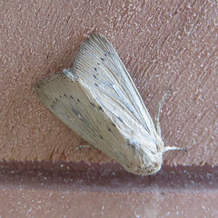 Leucania obsoleta