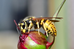 Vespula germanica