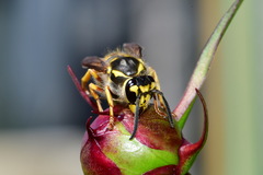 Vespula germanica