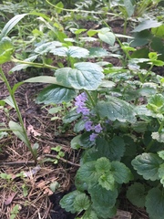 Glechoma hederacea