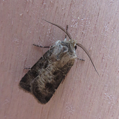 Agrotis clavis