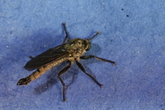 Dysmachus fuscipennis