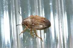 Neottiglossa pusilla