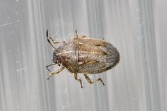 Neottiglossa pusilla