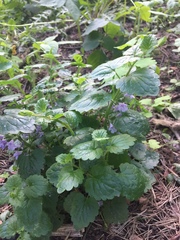 Glechoma hederacea