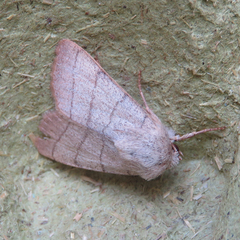 Charanyca trigrammica