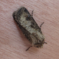 Agrotis clavis