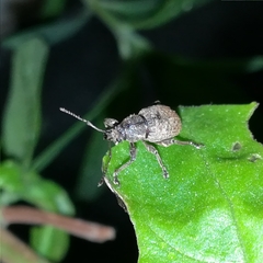 Phlyctinus callosus