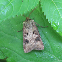 Agrotis clavis