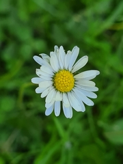 Bellis perennis