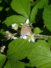 Lycaena alciphron