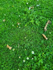 Bellis perennis
