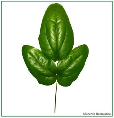 Lardizabala biternata