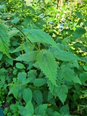 Urtica dioica