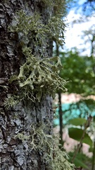 Ramalina obtusata