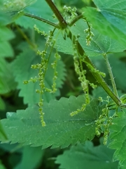 Urtica dioica