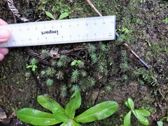 Polytrichadelphus magellanicus