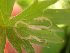 Phytomyza ranunculi