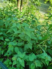 Urtica dioica