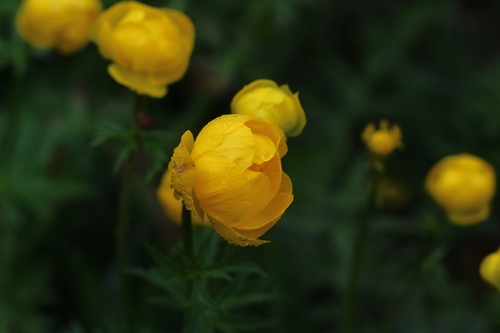 Trollius europaeus