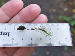 Polytrichadelphus magellanicus