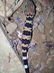 Hemidactylus maculatus