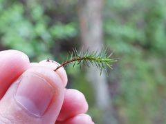 Polytrichadelphus magellanicus