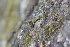 Synanthedon conopiformis