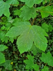 Acer pseudoplatanus