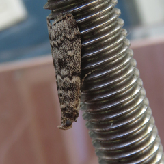 Dioryctria simplicella