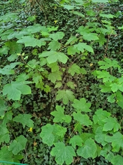 Acer pseudoplatanus