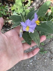 Solanum elaeagnifolium