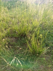 Poaceae