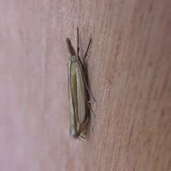Crambus pascuella