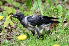 Corvus cornix