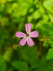 Geranium